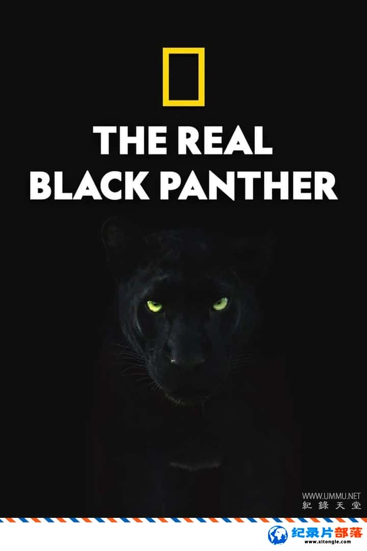 ̬¼Ƭڱ˫ The Real Black Panther 2020Ӣ-Ѹ