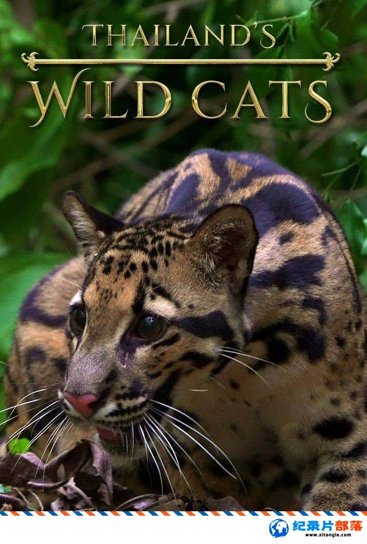 ¼¼Ƭ̩Ұè Thailands Wild Cats 2021Ӣ-Ѹ