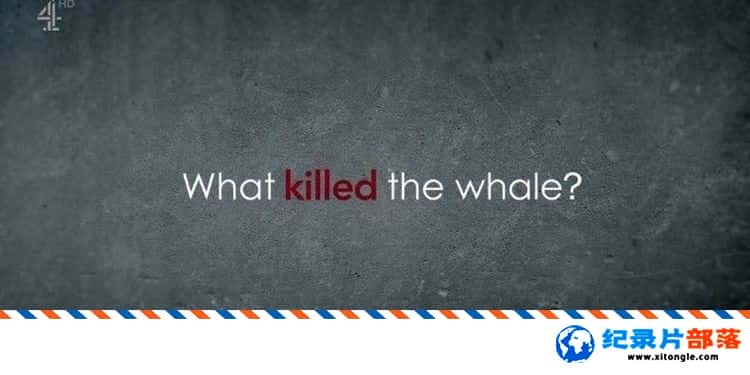 ̬¼Ƭʲôɱ˾㣿What Killed the Whale? 2022ӢӢ-Ѹ