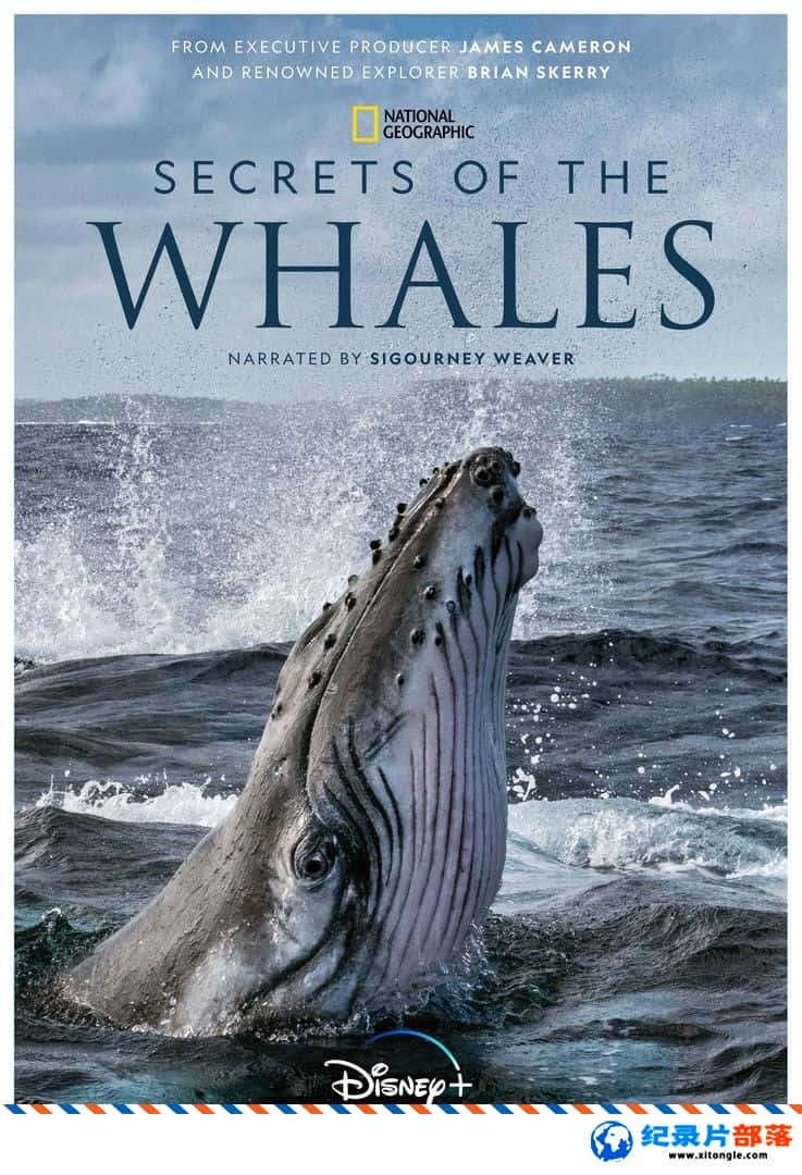 ̬¼Ƭ Secrets of the Whales 2021 Ӣ˫˫-Ѹ