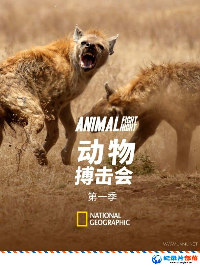 ѧ̽¼Ƭﲫ Animal Fight Night 2013һ ӢӢ˫-Ѹ