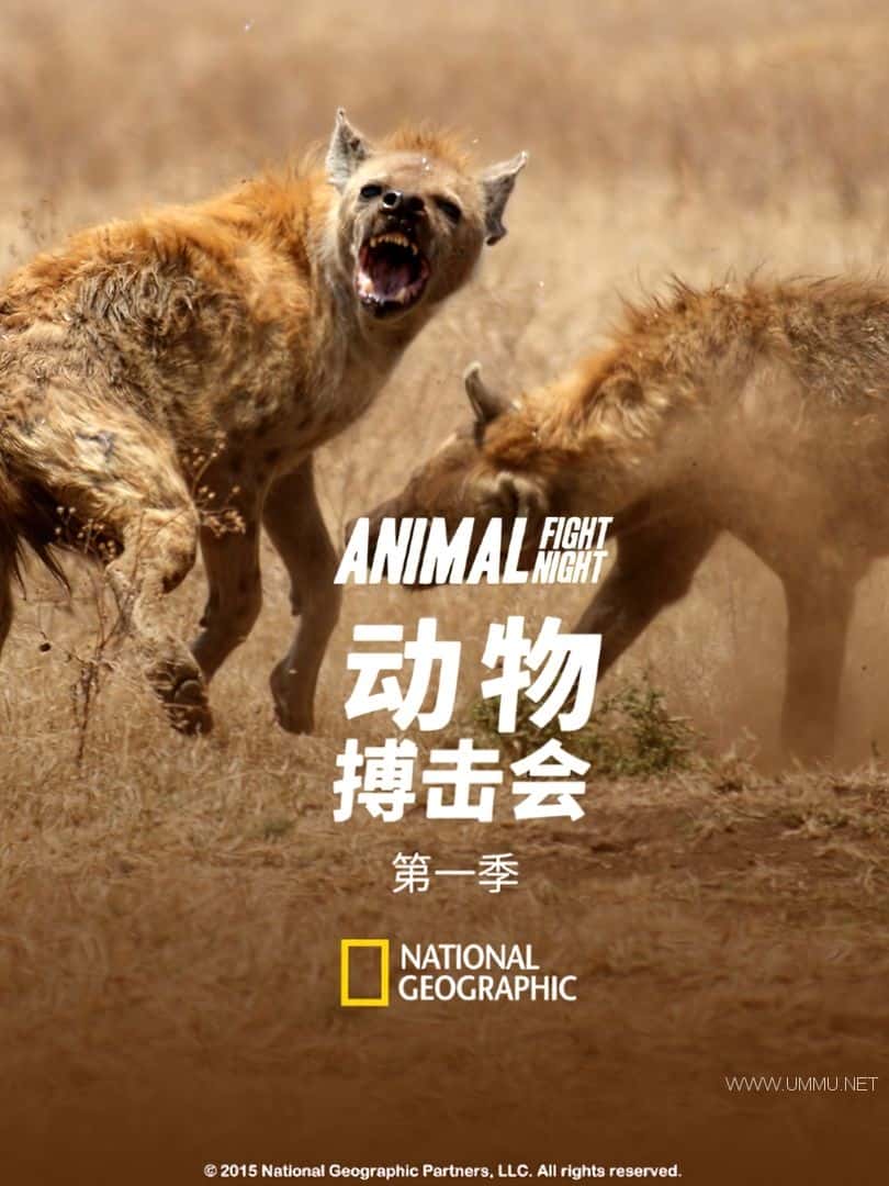 ¼Ƭﲫ Animal Fight Night 2013һ -Ѹ