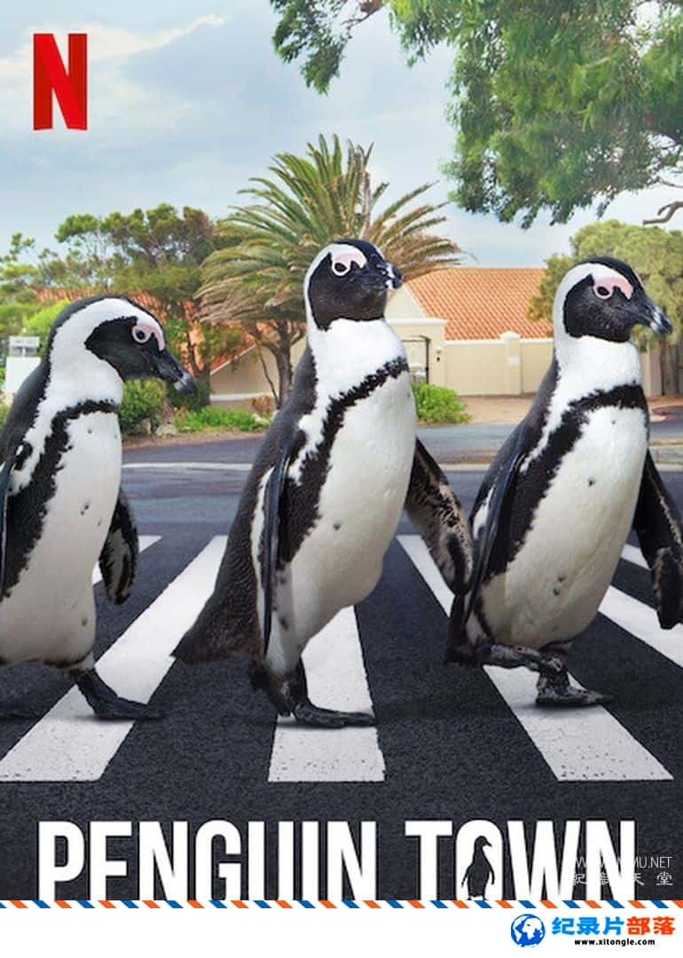 ʷ¼ƬС Penguin Town 2021 Ӣ-Ѹ