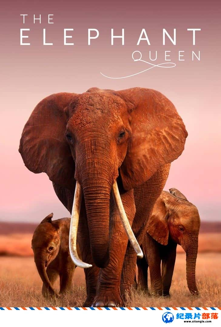 ¼¼ƬŮ The Elephant QueenӢӢ˫-Ѹ