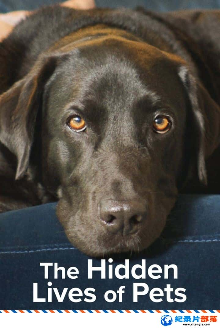 ѧ̽¼Ƭ The Hidden Lives of Pets 2022һ Ӣ-Ѹ