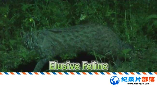 ѧ̽¼Ƭ׽èƶè Elusive Feline Tsushima Leopard Cat 2011Ӣ-Ѹ