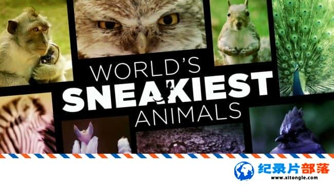 ̬¼ƬƻĶ World Sneakiest Animals 2016 Ӣ-Ѹ