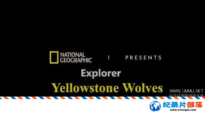 ̬¼Ƭʯ԰ Yellowstone Wolves 2019ӢӢ-Ѹ