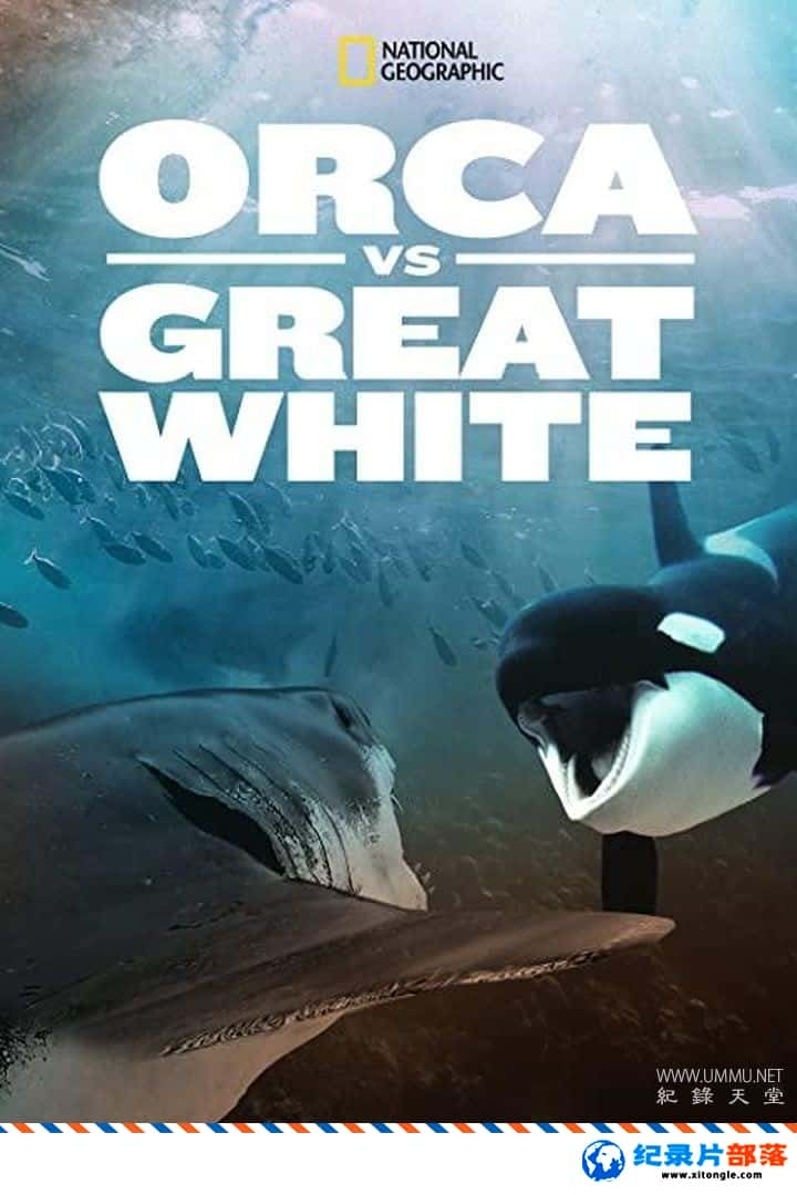 ¼¼Ƭϴ Orca vs. Great White 2021Ӣ-Ѹ