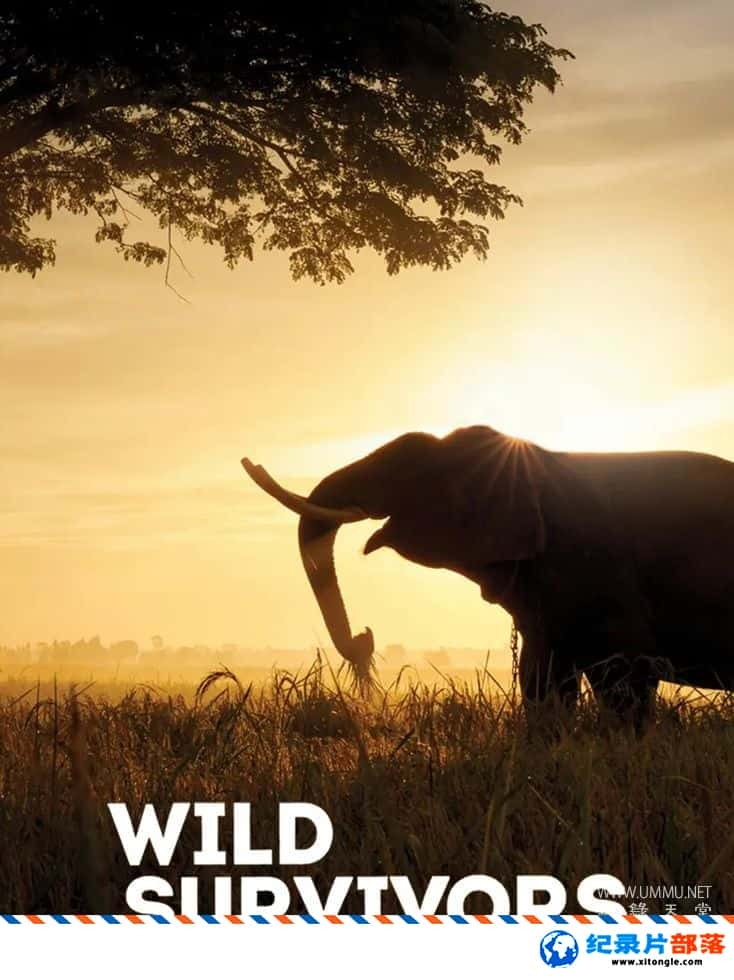 ̬¼ƬҰҴ Wild Survivorsһ ӢӢ˫-Ѹ