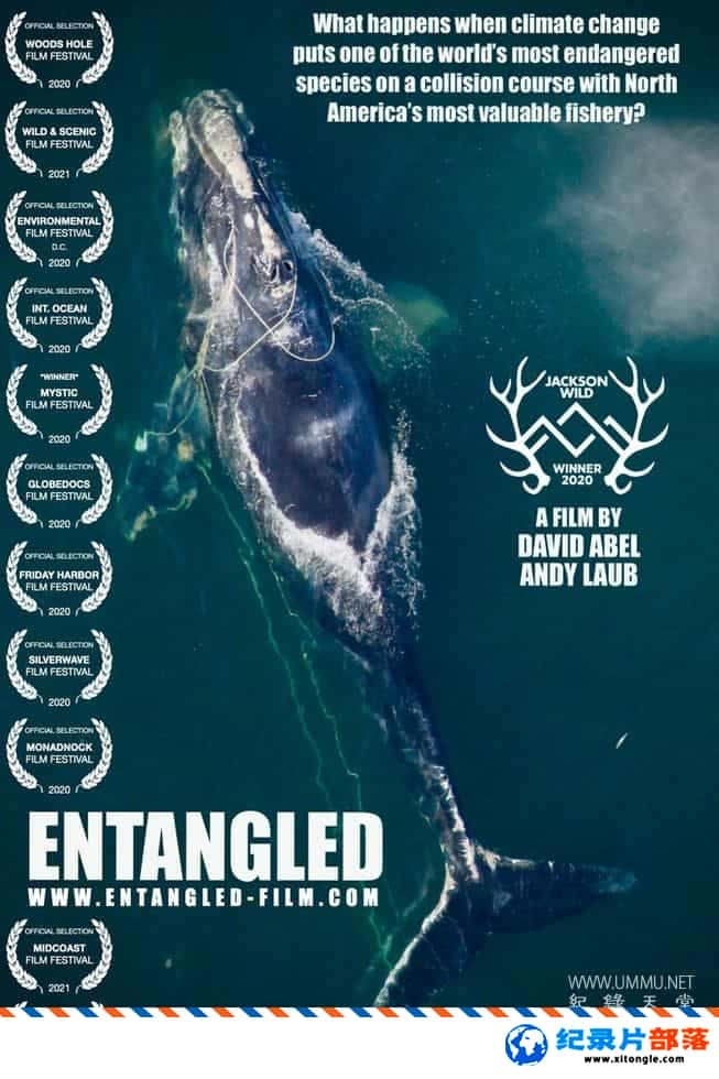 ̬¼Ƭ¶ Entangled: The Race to Save Right Whales from Extinction 2020ӢӢ˫-Ѹ