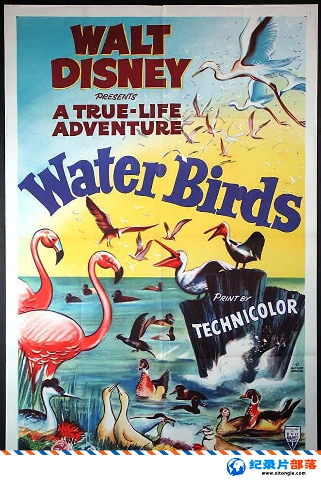 ̬¼Ƭˮ Water Birds 1952Ӣ-Ѹ