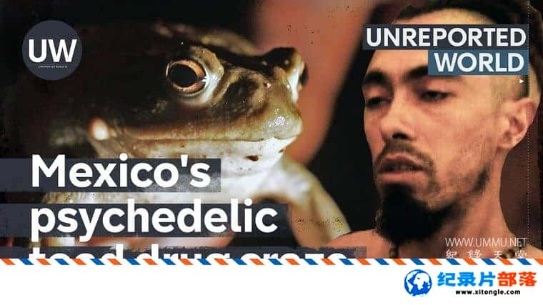 ʷ¼ƬīԻ Mexico Psychedelic Toads 2022ӢӢ˫-Ѹ