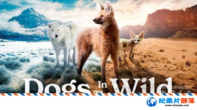 ̬¼ƬҰȮƶʶͥ Dogs in the Wild: Meet the Family 2023 ӢӢ˫-Ѹ