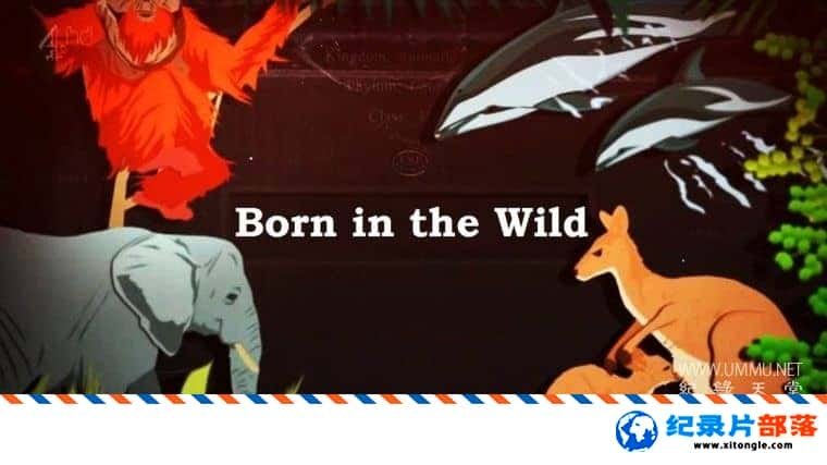 ̬¼ƬҰ Born in the Wild 2014һ Ӣ-Ѹ