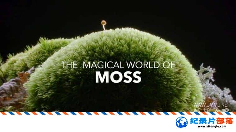 ̬¼Ƭ̦޺ The Magical World of Moss 2023ӢӢ˫-Ѹ