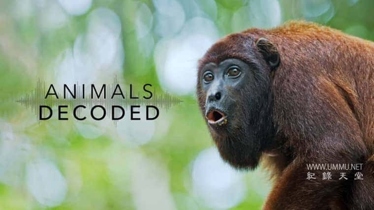 ѧ̽¼Ƭ Animals Decoded 2018 ӢӢ˫-Ѹ