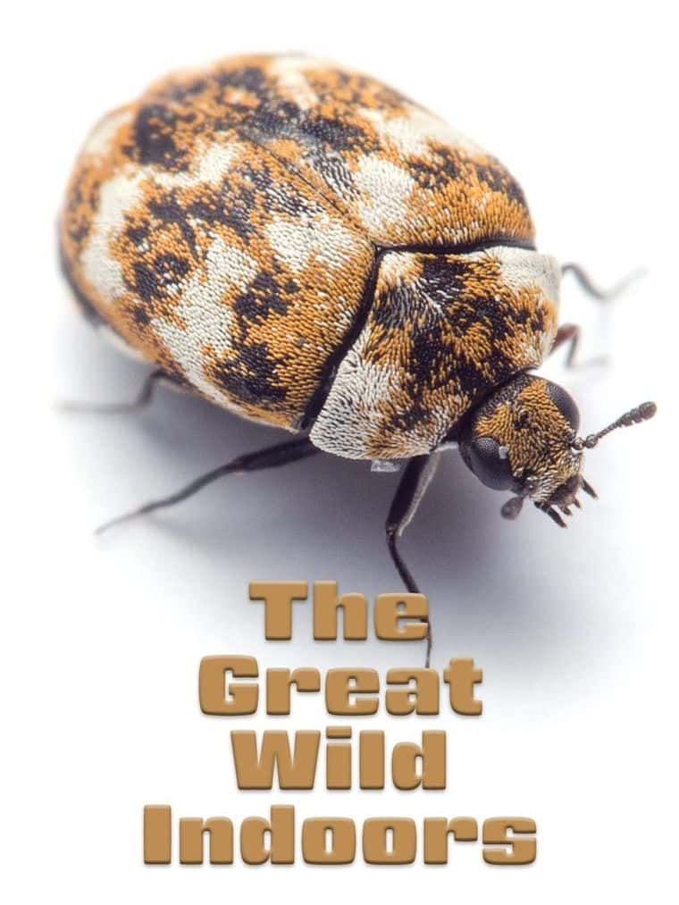 ̬¼Ƭ The Creat Wild Indoors-Ѹ