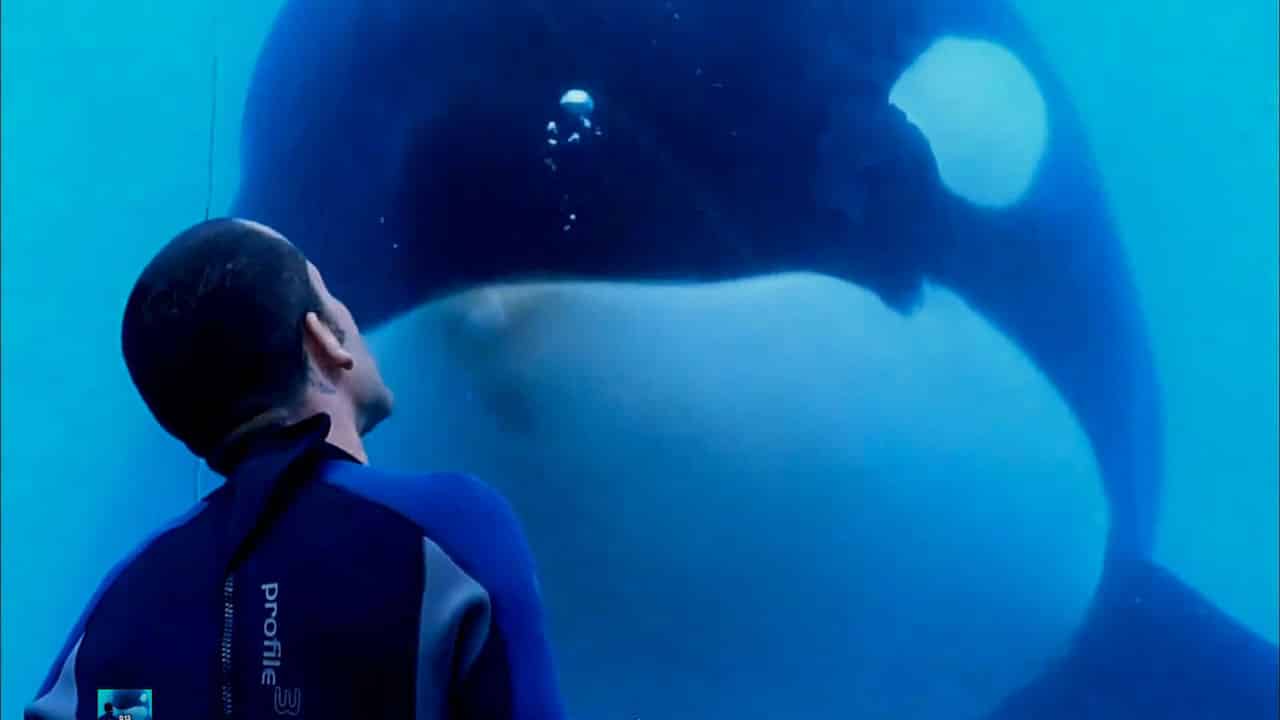 ¼Ƭ/Blackfish(2013)