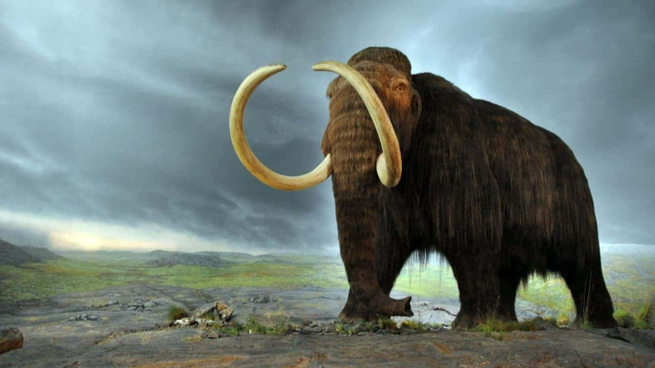 ¼Ƭ/The Mission to Resurrect the Woolly Mammoth(2015)