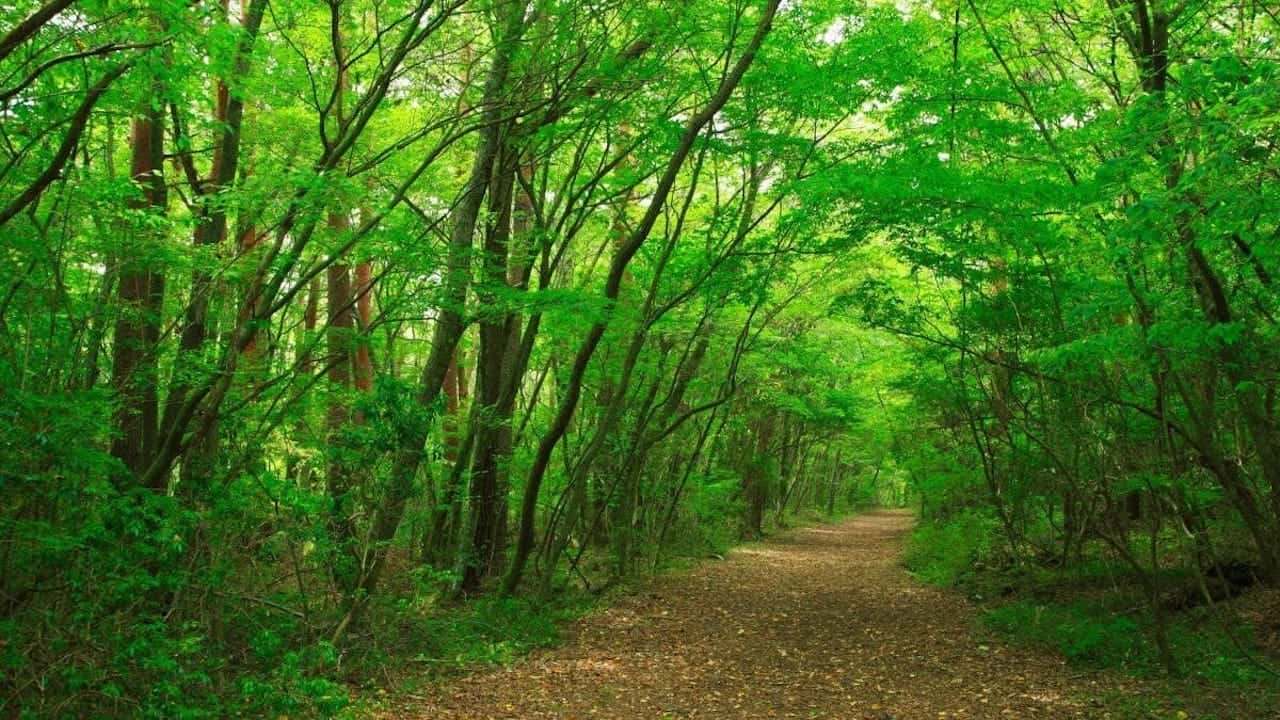 ¼ƬDocumentaryAokigahara: Suicide Forest (2010)-Ѹ