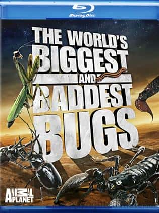 [Discovery]  / World's Biggest and Baddest Bugs-Ѹ