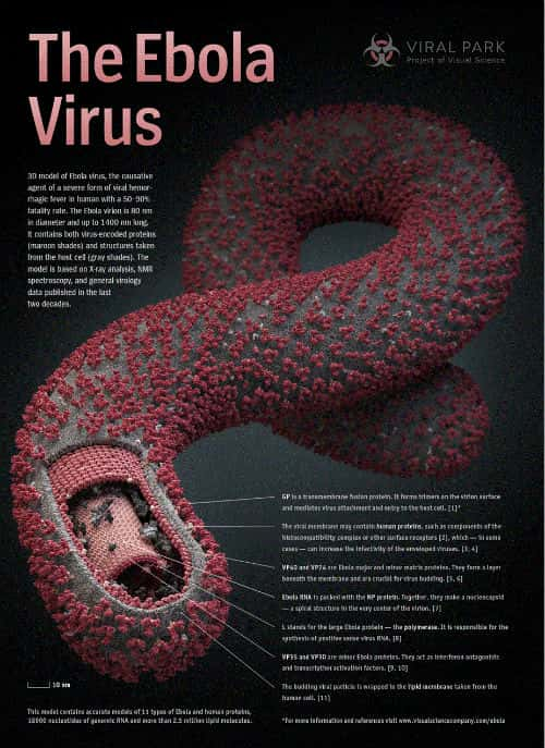 [ҵ] ߿ս Կ / The Fight Against Ebola-Ѹ