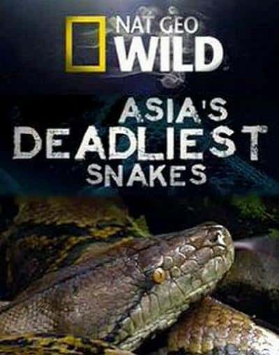 [ҵ] ޶֮ / Asia's Deadliest Snakes-Ѹ