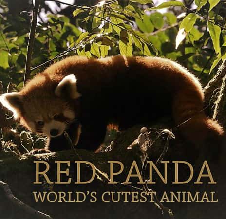 [BBC] Сè / Red Panda: World's Cutest Animal-Ѹ