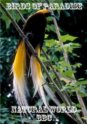 [BBC] ֮ / Birds of Paradise-Ѹ