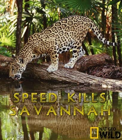 [ҵ] Ұɱ һ͵ڶ / Speed Kills season 1-2-Ѹ