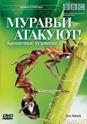 [BBC] Ȼ磺Ϲ / Natural World: Ant Attack  -Ѹ