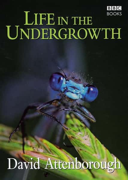 [BBC] µ / Life in the Undergrowth-Ѹ