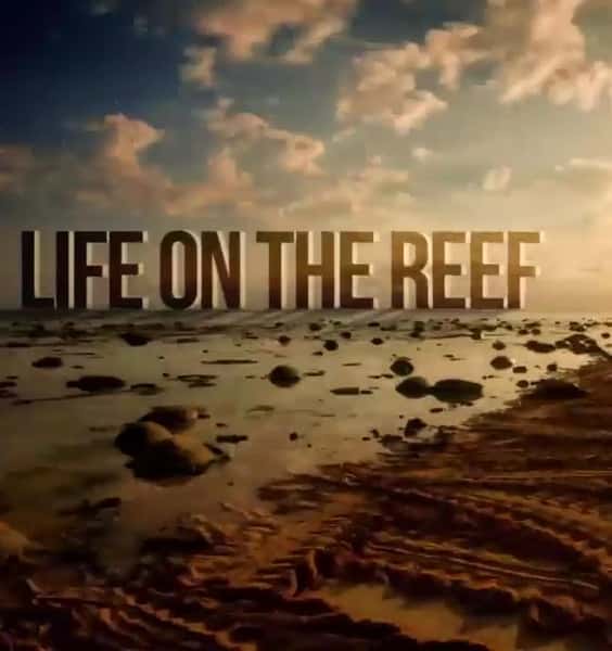 [ҵ] Ծ󱤽 һ / Life on the Reef Season 1-Ѹ