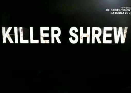 [ҵ] Ұɱ- / Wild-Killer.Shrew-Ѹ