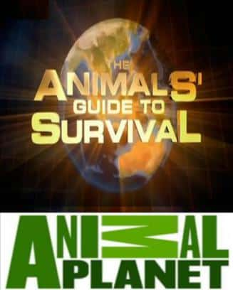 [Discovery] ָ / The Animals' Guide to Survival-Ѹ