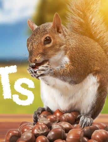 [] Լ紫 / Going Nuts Tales from Squirrel World-Ѹ