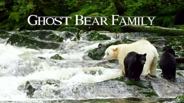 [BBC] һ / Spirit Bear Family-Ѹ