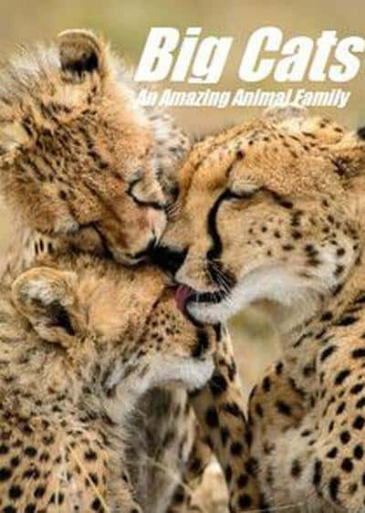 [BBC] 猫科动物：奇妙的动物家族 / Big Cats: An Amazing Animal Family-纪录片资源1080P/720P/360P高清标清网盘迅雷下载