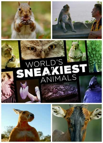 [BBC] 世界上最狡猾的动物 / World's Sneakiest Animals-纪录片资源1080P/720P/360P高清标清网盘迅雷下载