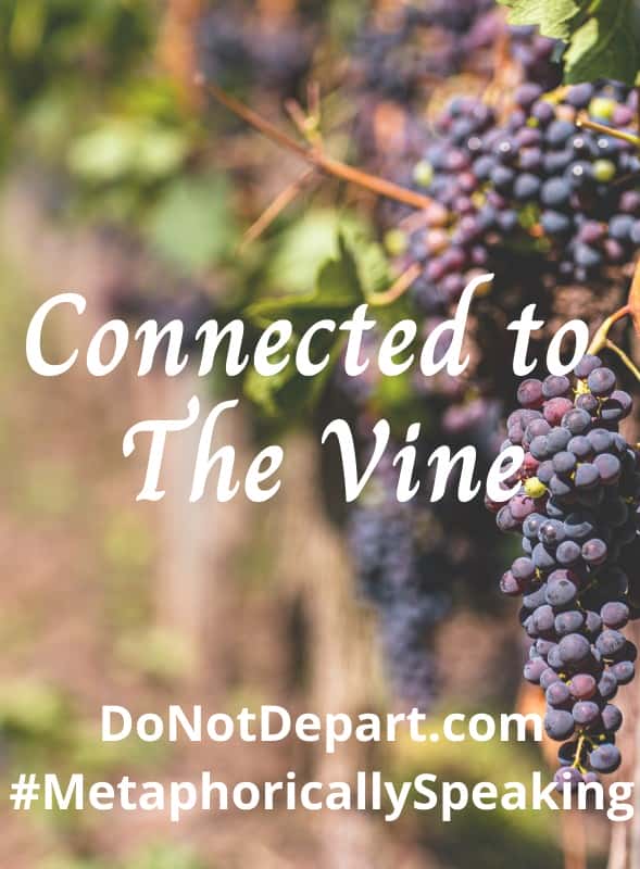 [ҵ] Ѿ / Exploring The Vine-Ѹ
