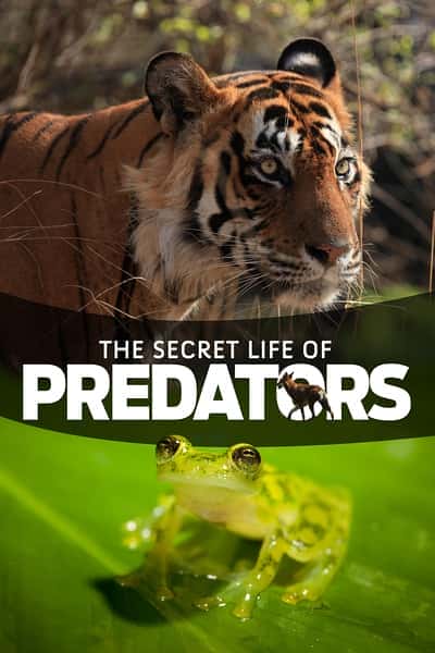 [国家地理] 掠食动物生存战 / secret life of predetors-纪录片资源1080P/720P/360P高清标清网盘迅雷下载