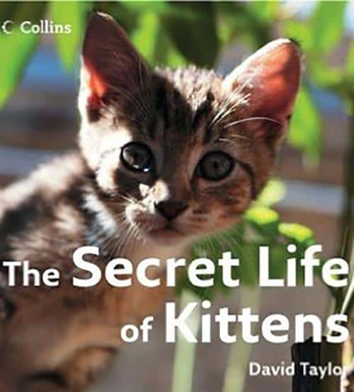 [BBC] С / The Secret Life of Kittens-Ѹ