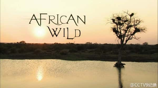 [ҵ] ҰԴء / African Wild-Ѹ