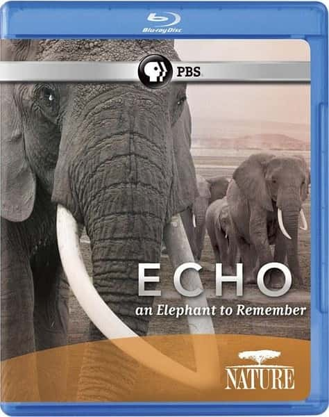 [PBS]  / Echo: An Elephant to Remember-Ѹ