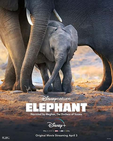 [Disney]  / Elephant-Ѹ