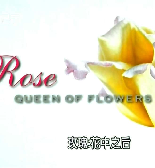 [Discovery] õ塪֮ / Rose: queen of flowers-Ѹ