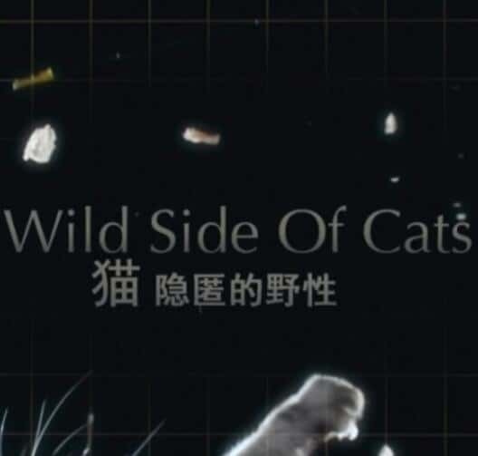 ҵèĿҰһ Wild Side of Cats 2017-