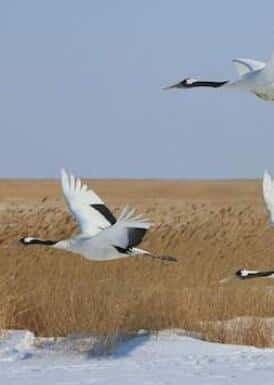 [CCTV]  / The Red Crowned Crane-Ѹ