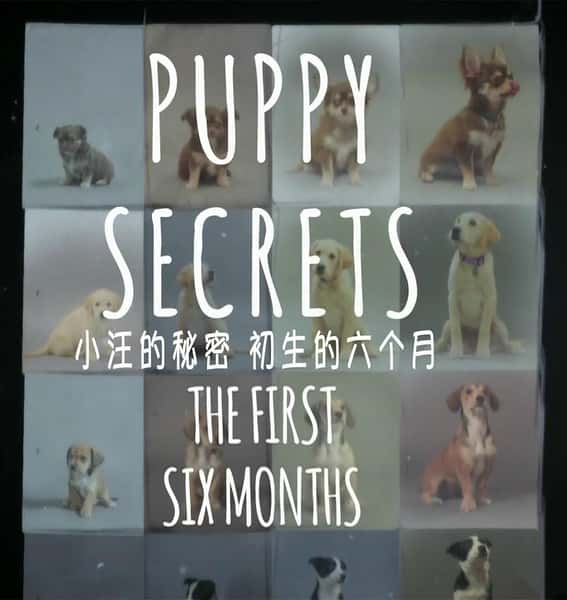 [BBC] С / Puppy Secrets-Ѹ